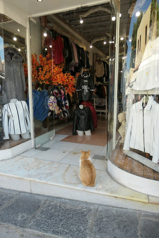 Is the Cat Owner a Shopper OR Does the Shopkeeper