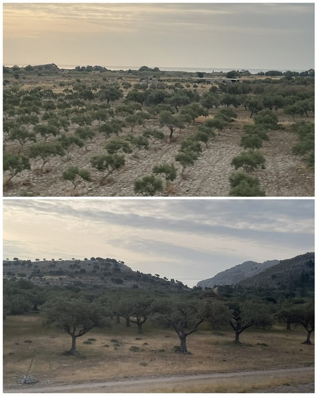 We Passed Numerous Olive Groves