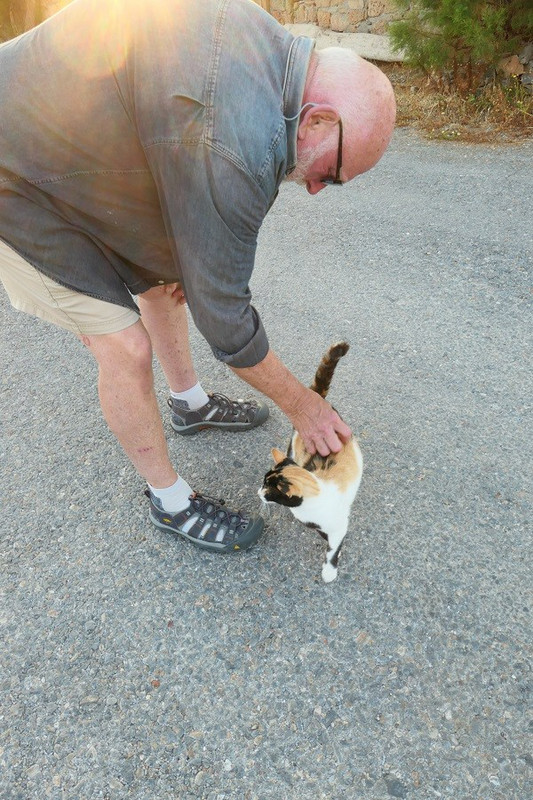 Plenty of Cats Around for Our "Cat Fix" Photo