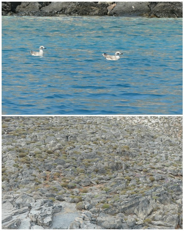 Plenty of Seagulls in This Achorage