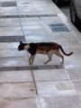 Cats Do Not Seem To Be Taken Care of in Greece