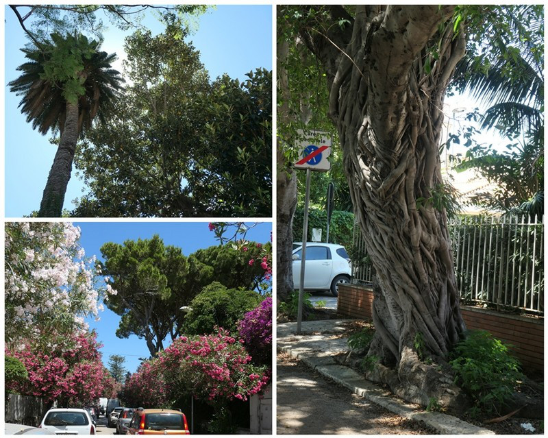 Enjoying the Variety of Trees As Well in Mondello