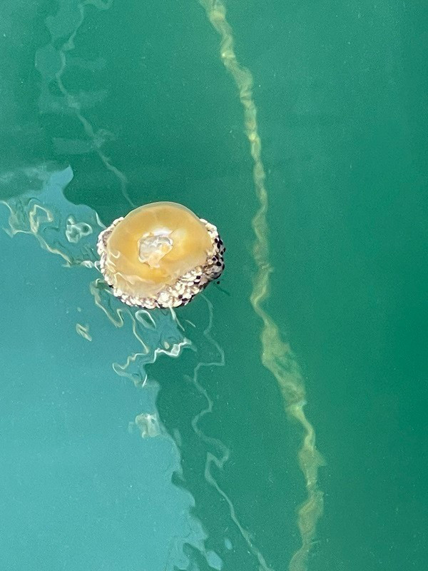 The Jellyfish Are In the Marina As Well