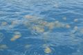 Just a Very Small Section of the "River" of Jellyfish