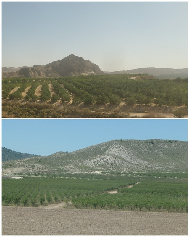 Numerous Orchards in Spain Viewed from the Train