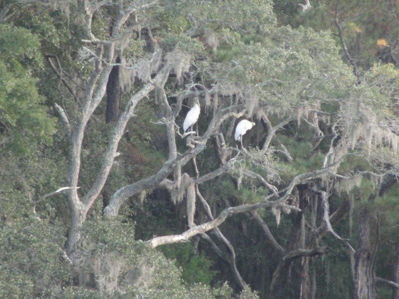 Yes, they are storks