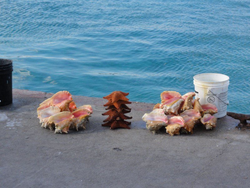 Shells & starfish for sale