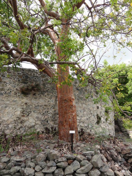 The Tourist Tree