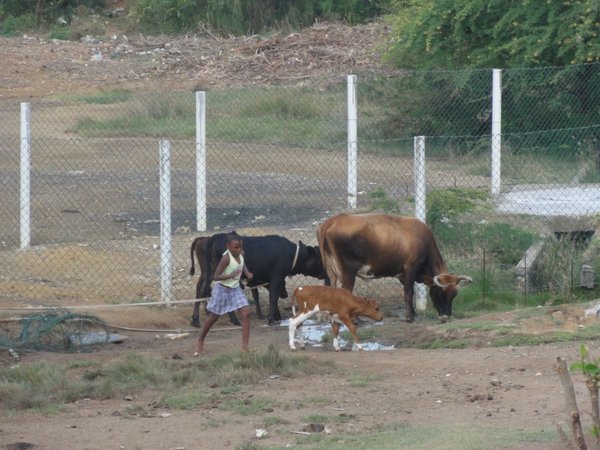 Cattle on Union Island