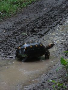 Our tortoise friend