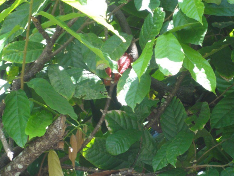 A cocoa nut in hiding