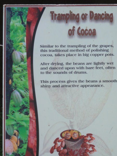 Tromping the cocoa beans
