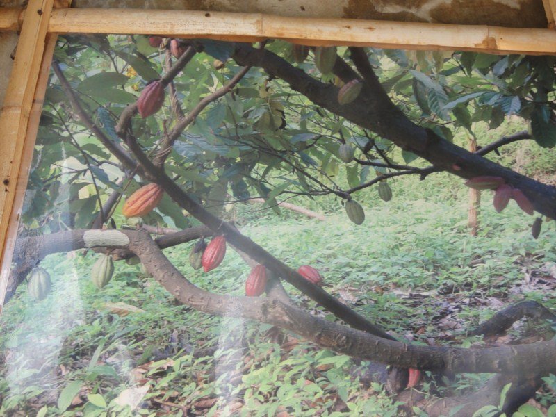 How cocoa grows