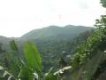 The lushness of Grenada