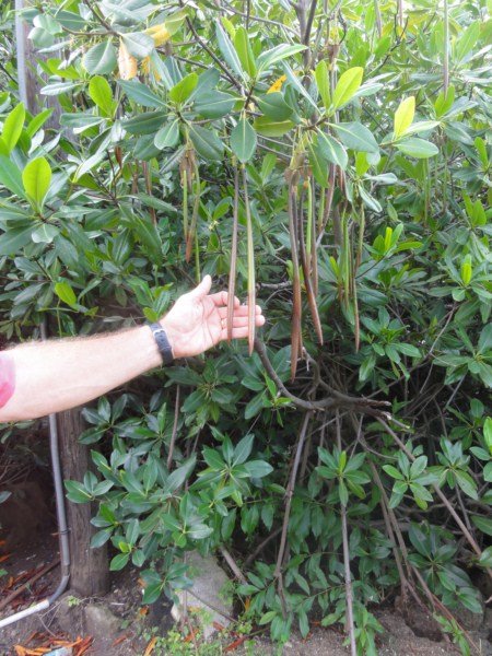 Mangrove seed pods