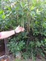 Mangrove seed pods