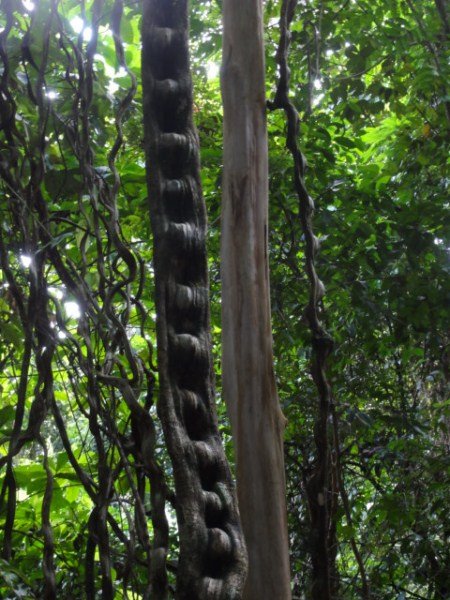 Monkey Ladder Vine