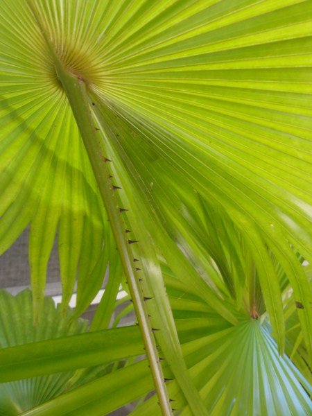 The fan palm has protection