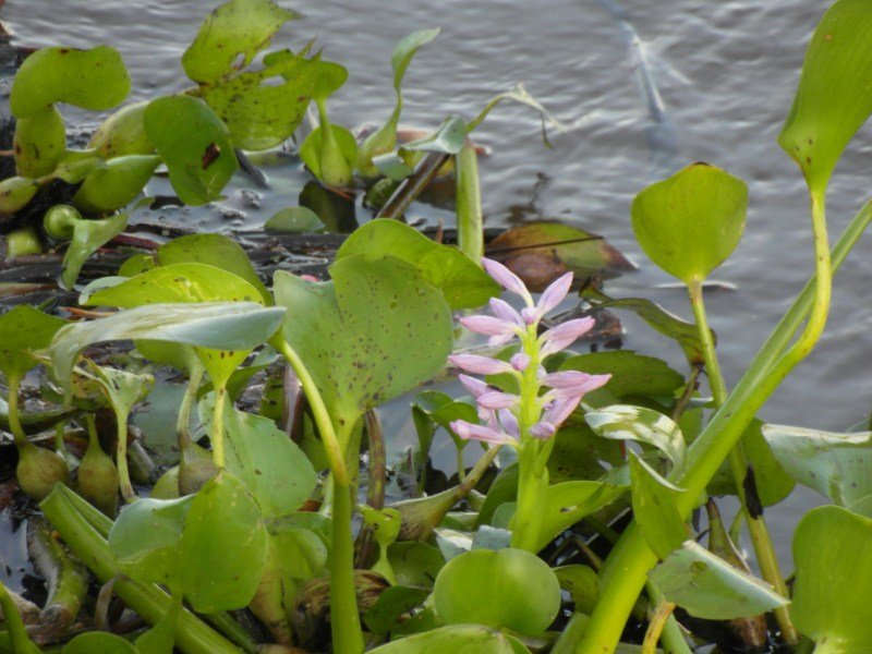 Hyacinths in bloom
