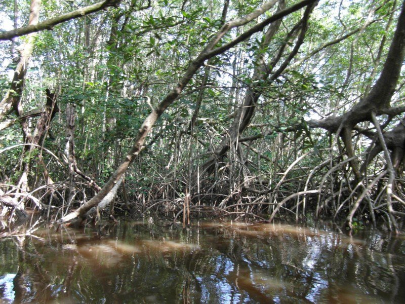 Mangroves and sunlight