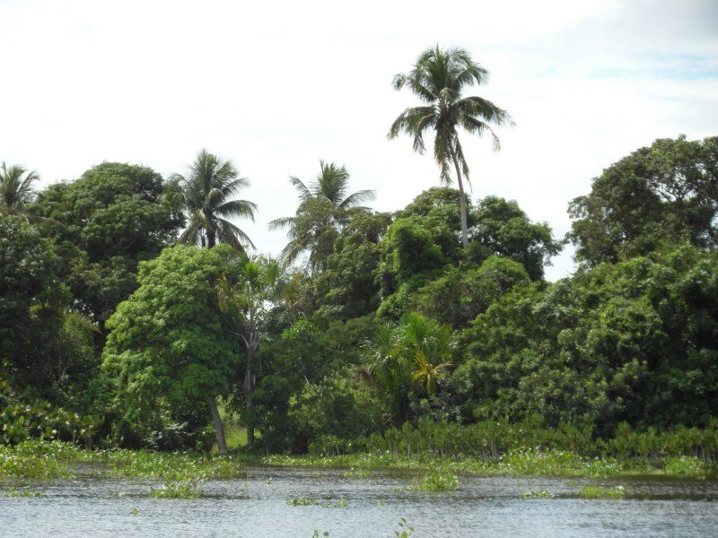 Typical vegetation