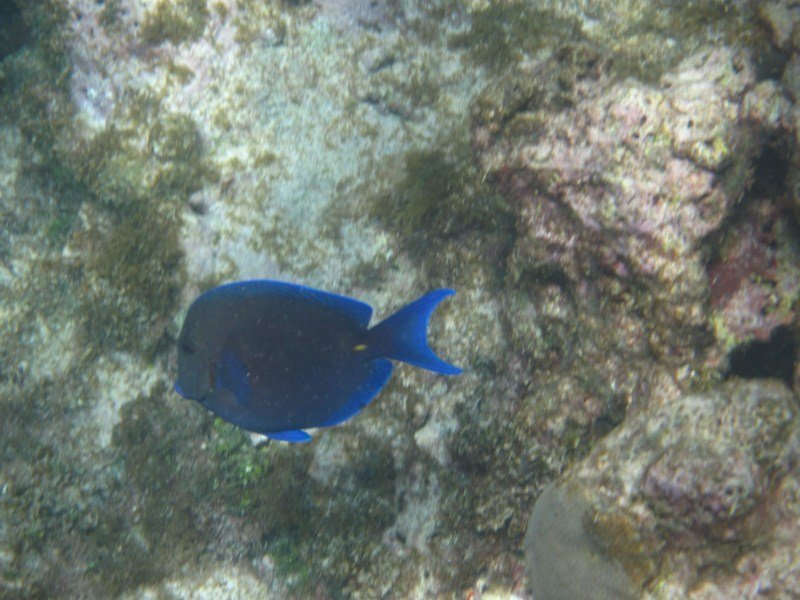 One of many fish seen
