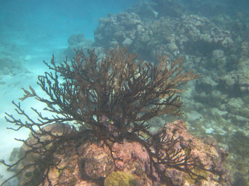 Some of the coral seen