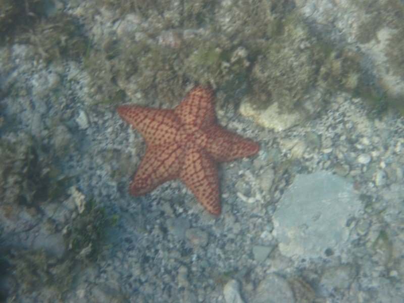 The Starfish Are Quite Large Here