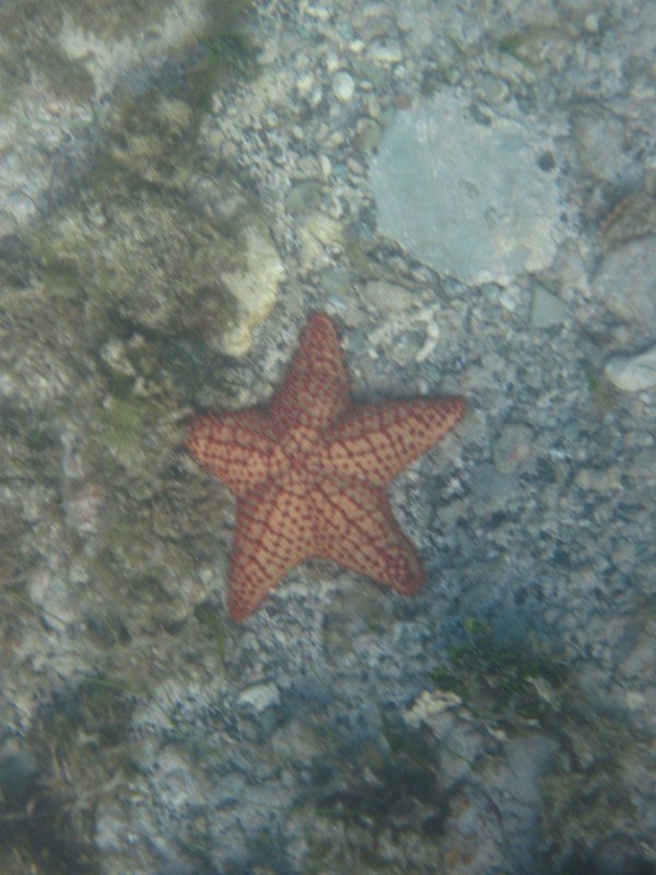 Starfish Were Quite Large