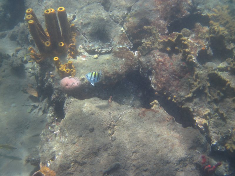 Another underwater scene