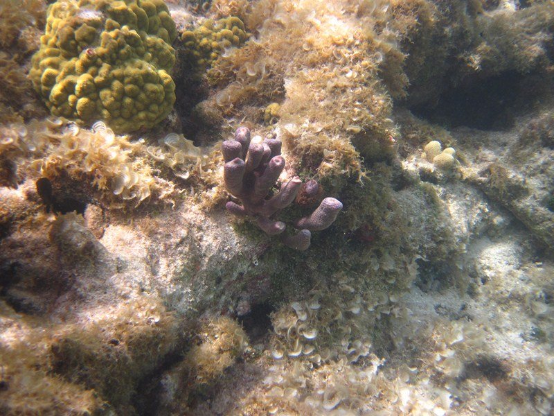 View of Coral