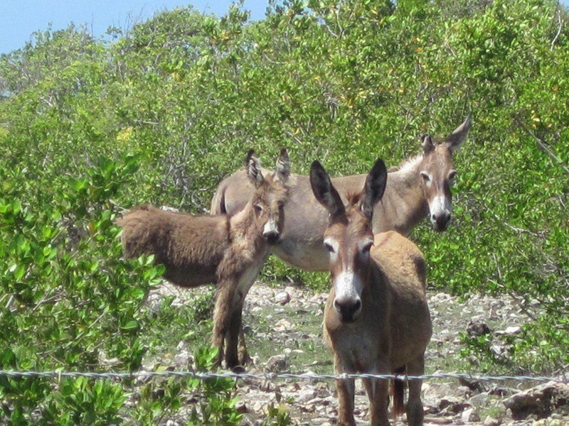 Donkeys roam free