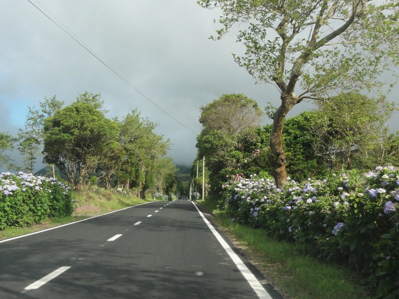 Roadways Lined with Flowers