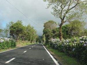 Roadways Lined with Flowers