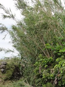 Bamboo Grows Here