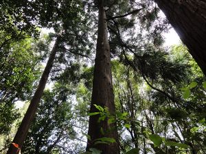 Tall Straight Cedars