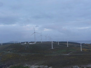 A Forest of Wind Turbines