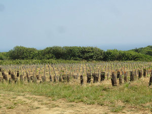 A few of the Vineyards