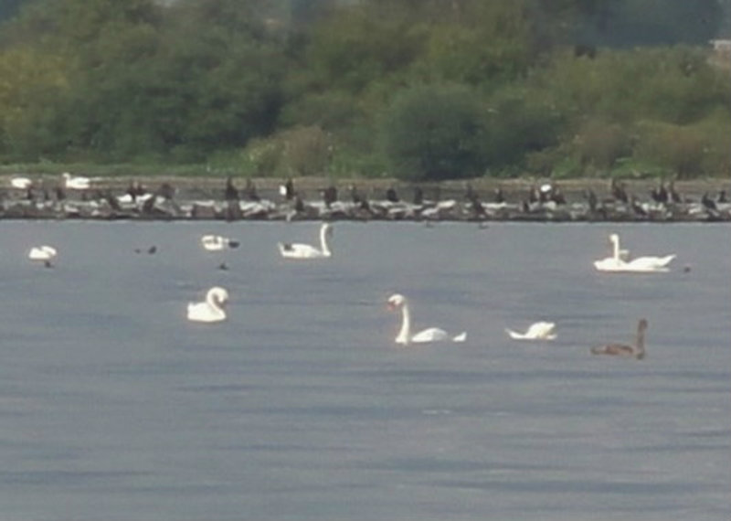 Swans Everywhere