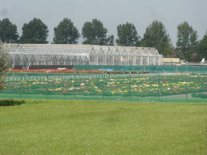 A Few Commercial Greenhouses