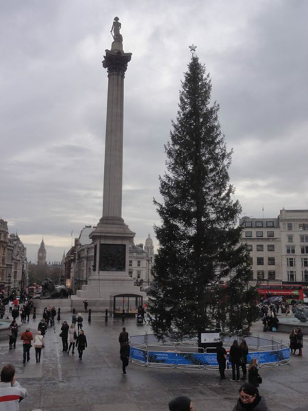 The  Tree at Trafalgar Square