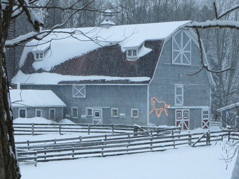 The Local Horse Farm
