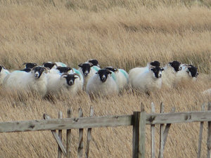 Lots of Black Faced Sheep
