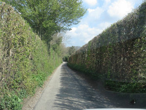 Driving Down Country Lanes