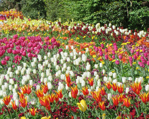 Gardens of Tulips