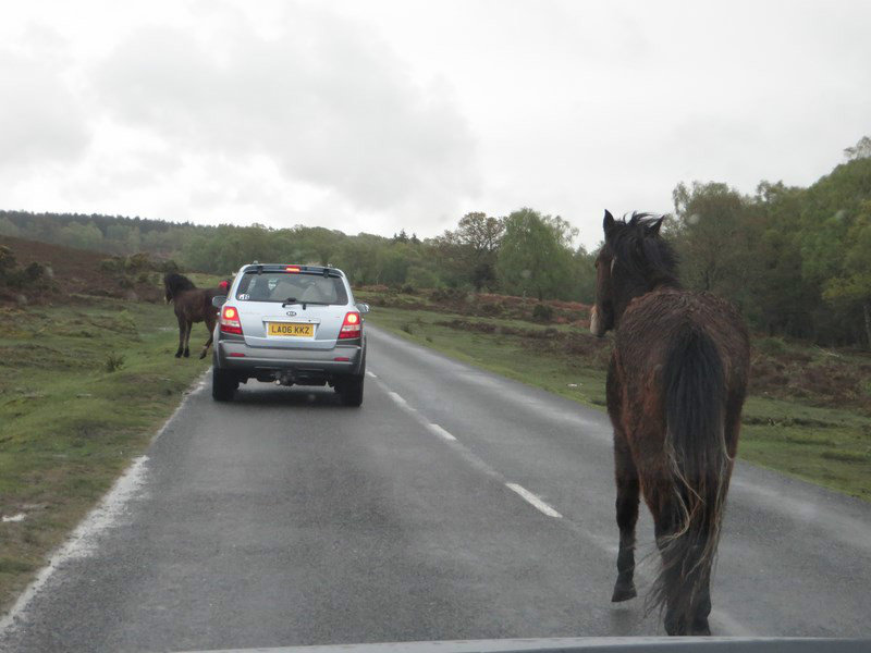 The Wild Ponies of the New Forest