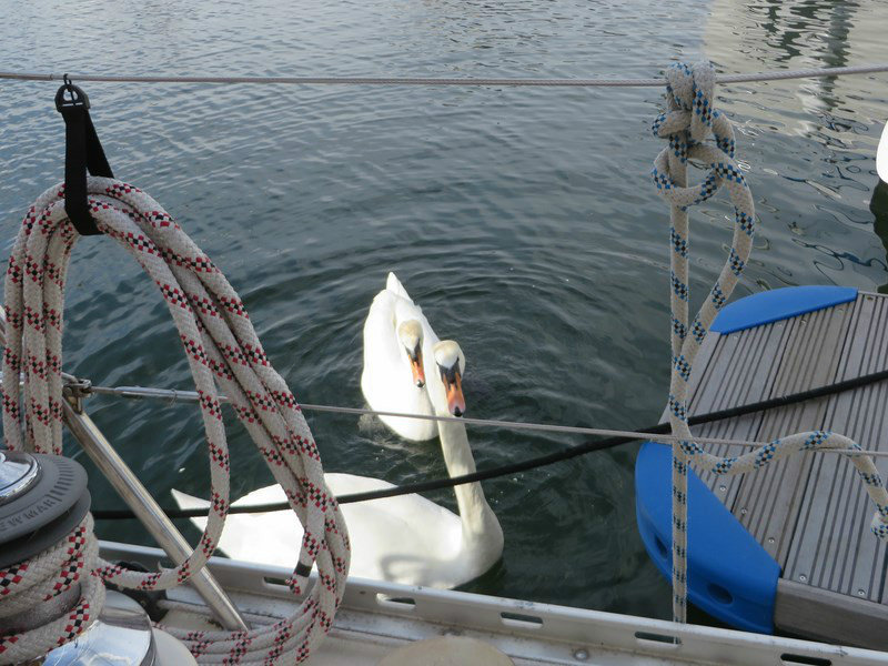The Local Swans in the Marina