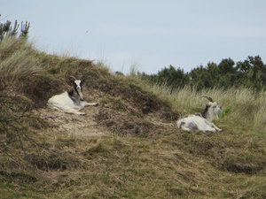  Billy Goats Resting on the Hill