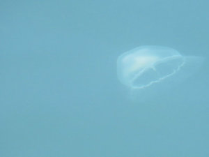 Seeing "Fields" of Jellyfish