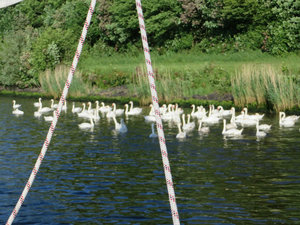 Lots of Swan on the Kiel Canal 